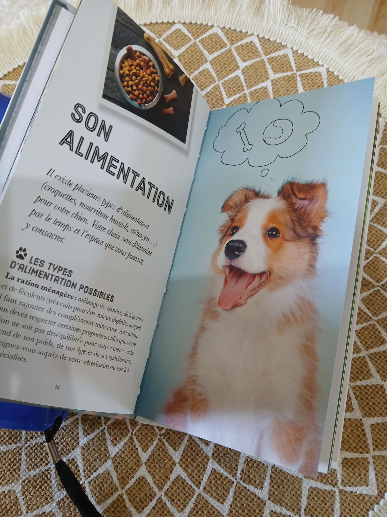 Lance croquettes Jeux pour Chien et Chat  – photo 4